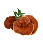 Lingzhi mushroom