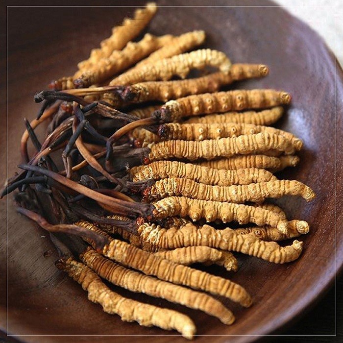 Cordyceps
